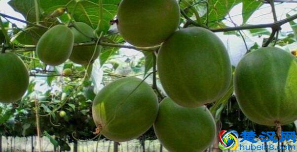  广西特产网，广西有什么特产可以带