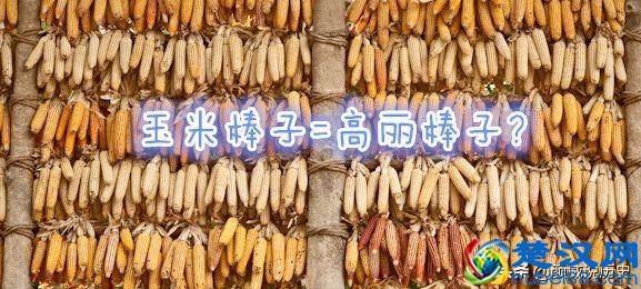  高丽棒子的由来是韩国人的一种称呼吗（本篇内容来告诉你真正来源）