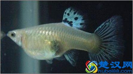  凤尾鱼繁殖（孔雀鱼的繁殖要点一定是顺其自然）