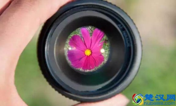  什么是微距镜头（为什么要买一支微距镜头）
