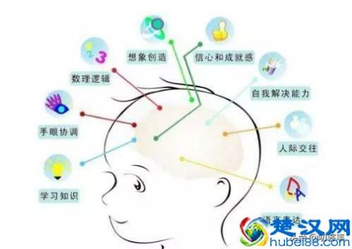  人大脑右脑控制什么（右脑及左脑的功能）