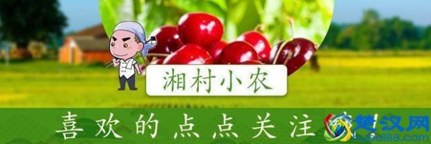  这几年投资什么好致富（农村有什么致富好项目）