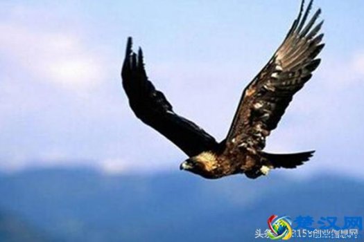  白手起家可以做些什么（白手起家有什么创业项目）