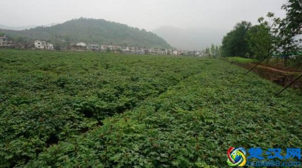  现在在地里种什么挣钱（农村地里种植什么利润高）