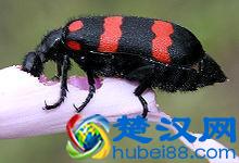  黑色的小甲虫吃什么——甲虫差点被这种植物吃掉