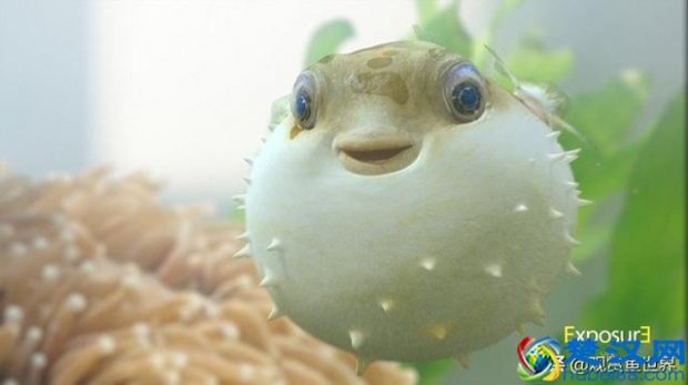  小潜水艇鱼怎么养（潜水艇鱼多久会认主人）