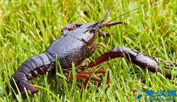  龙虾养殖有什么风险（现在养殖小龙虾的利润和风险有多大）