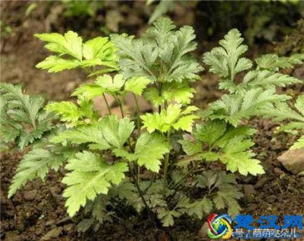  黄芩的功效与作用有哪些（黄芩的禁忌你知道几个）