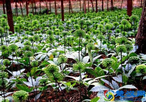  三七花的功效与作用有哪些（三七花服用禁忌有哪些）