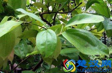  桂枝的功效与作用有哪些（桂枝的禁忌有哪些）