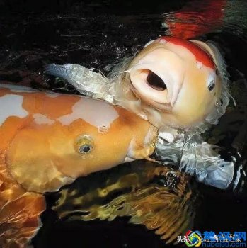  锦鲤是什么意思（风水之宝锦鲤，各有什么寓意）