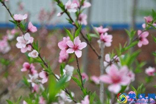  陌上花开是什么意思（你知道“陌上花开”的真正含义）