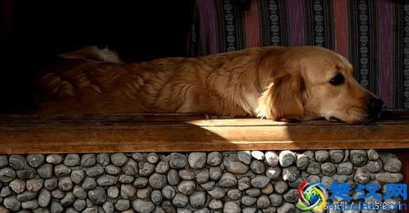 狗血什么意思(狗血为什么能辟邪)