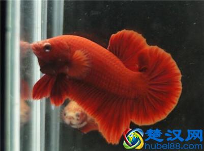  泰国斗鱼吃什么（泰国斗鱼是素食主义者吗）