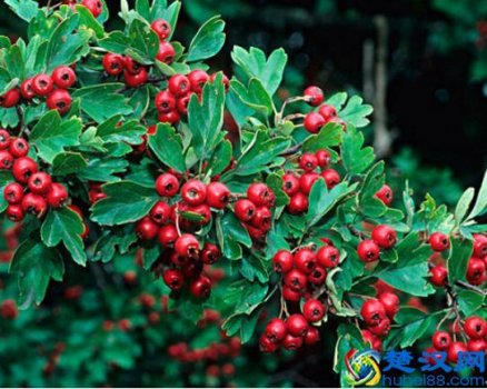  如何治疗口臭（口臭原因及治疗方法）