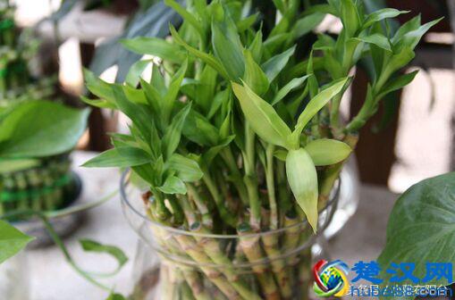  富贵竹叶子发黄怎么办?老花农教你养殖经验