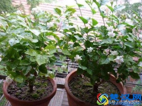  茉莉花的种植的注意事项，这样养一个月爆盆