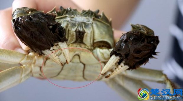  螃蟹怎么吃？吃蟹技巧，吃完螃蟹还是一个完整的