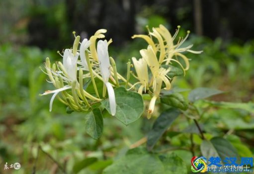 盆栽金银花种植技术,老花农教你种植技巧