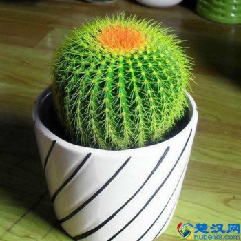  什么植物防辐射（电脑旁边最适合放的植物）