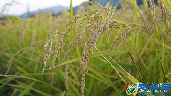  大米去什么地方买比较好（哪些品种的大米最好吃）