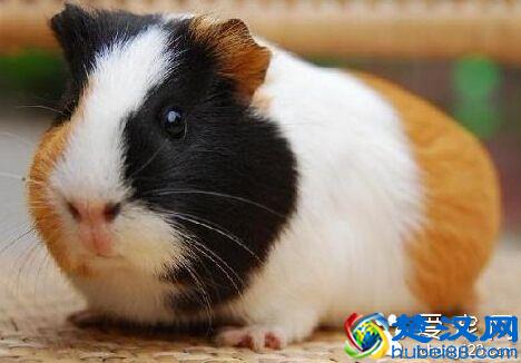 天竺鼠吃什么食物(怎么饲养及注意事项)