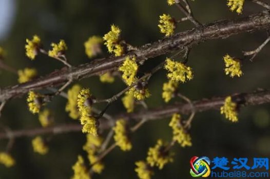  茱萸是什么植物（插茱萸是什么节日）