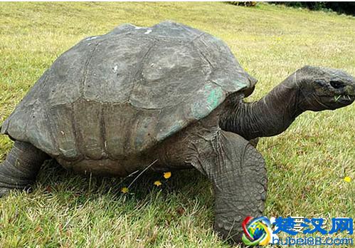  大鳄龟寿命有多长，养大鳄龟还是佛鳄好