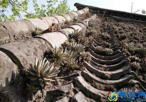  房神究竟是什么东西（房顶上的一种草的代称）