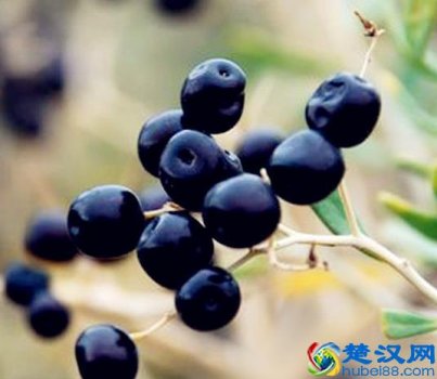  黑枸杞有什么功效（黑枸杞的功效作用）