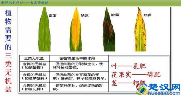  无机盐是什么食物重要组成部分有哪些（细讲无机盐的五大生理功能）