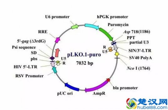 质粒是什么（你的质粒选对了吗？）