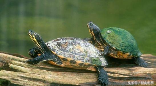 小乌龟怎么养？小乌龟吃什么？