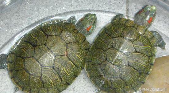 小乌龟怎么养？小乌龟吃什么？