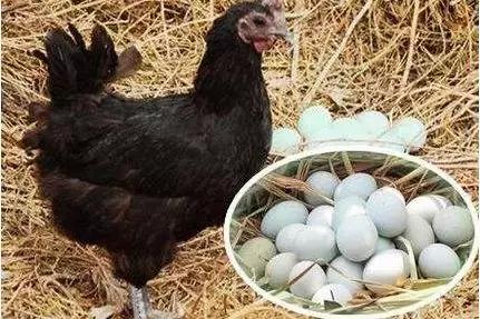 农村留守妇女在家做什么赚钱，4个种养创业项目可以一试！