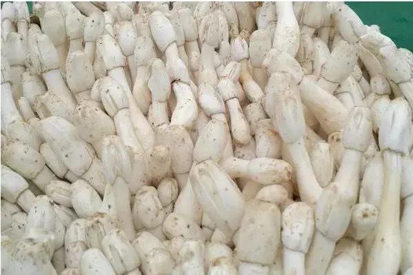 农村留守妇女在家做什么赚钱，4个种养创业项目可以一试！