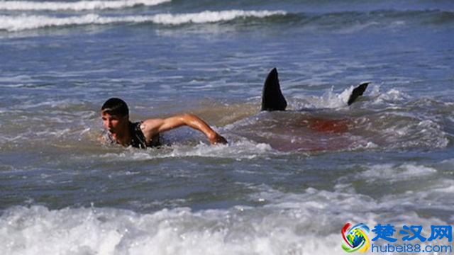 鲨鱼是人类心中永远的恐惧，且看关于鲨鱼的十大惊悚电影